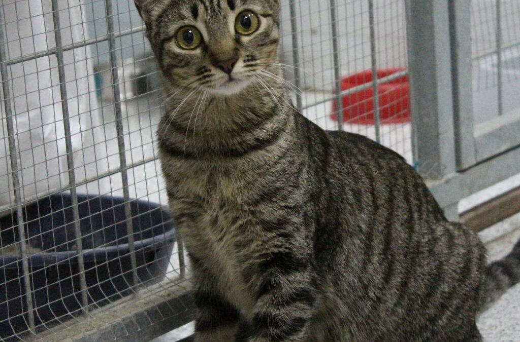 SAPHIRA en adopción