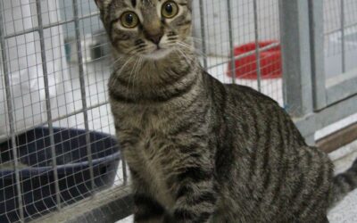 SAPHIRA en adopción