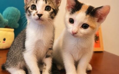 FERDI y TAIFUR en adopción