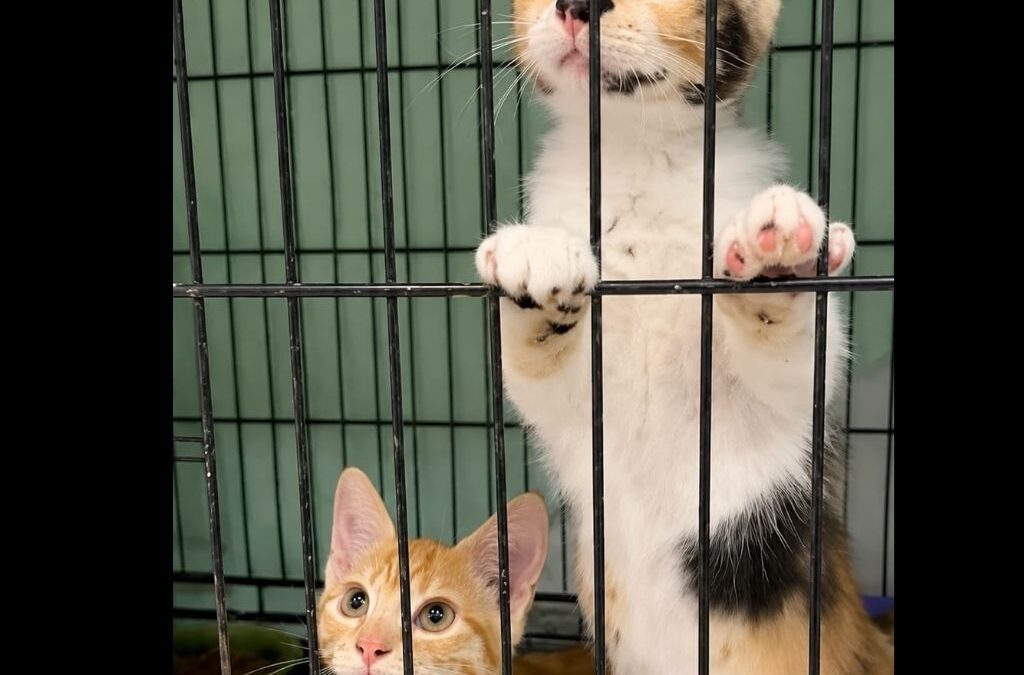ZUKO y  NYX en adopción