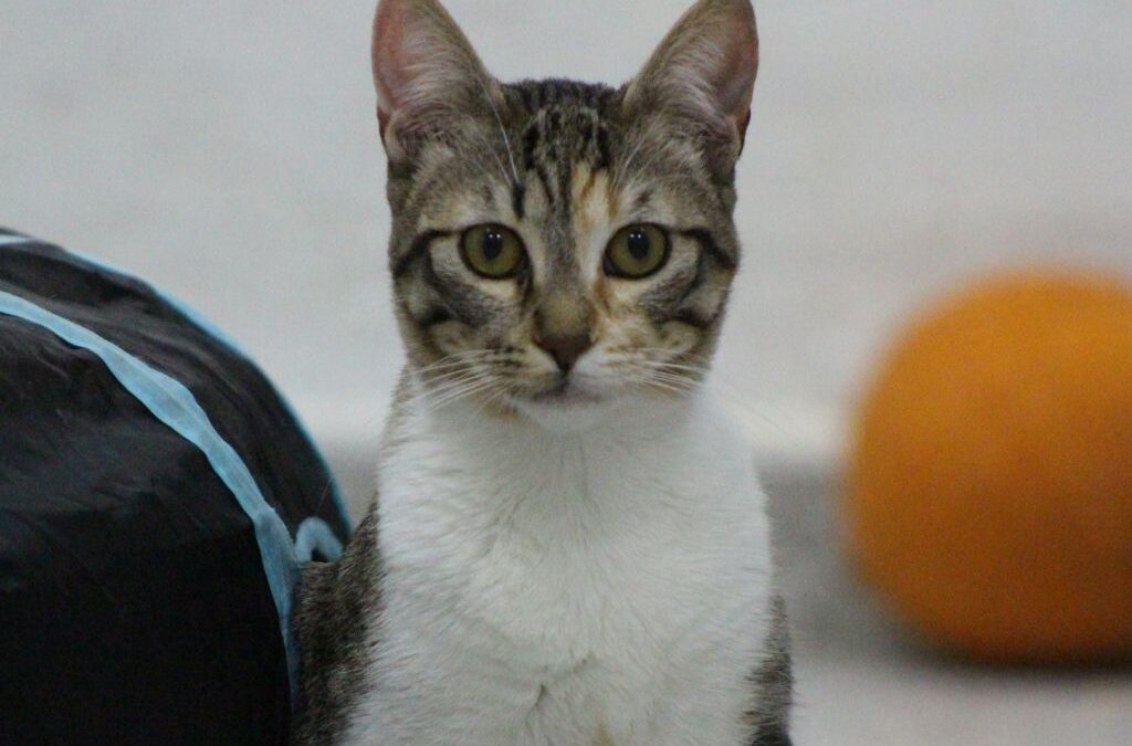 VALKIRIA en adopción