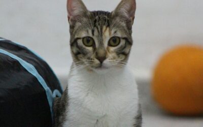 VALKIRIA en adopción