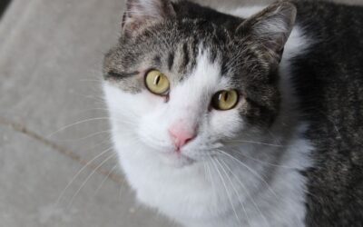BOLICHE en adopción
