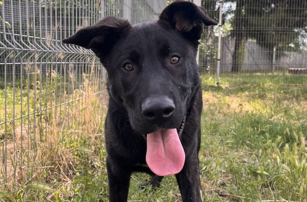 GROOT en adopción