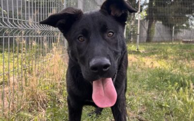 GROOT en adopción