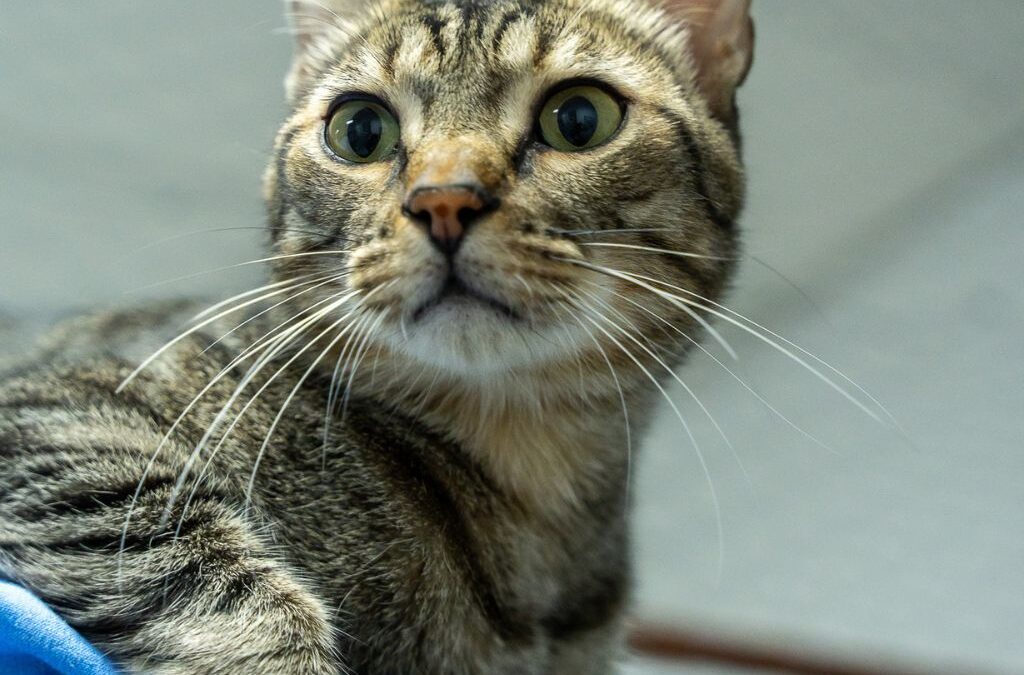 LORCA en adopción