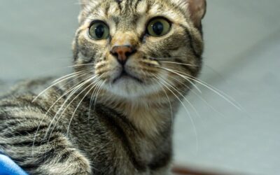 LORCA en adopción