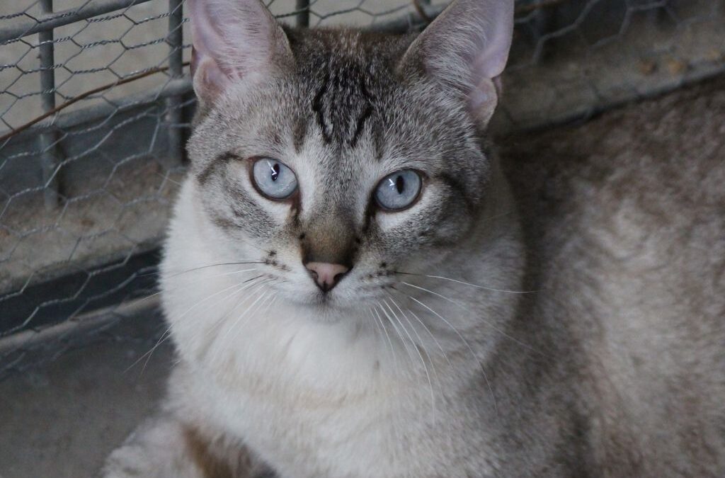 FUYUR en adopción