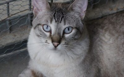 FUYUR en adopción