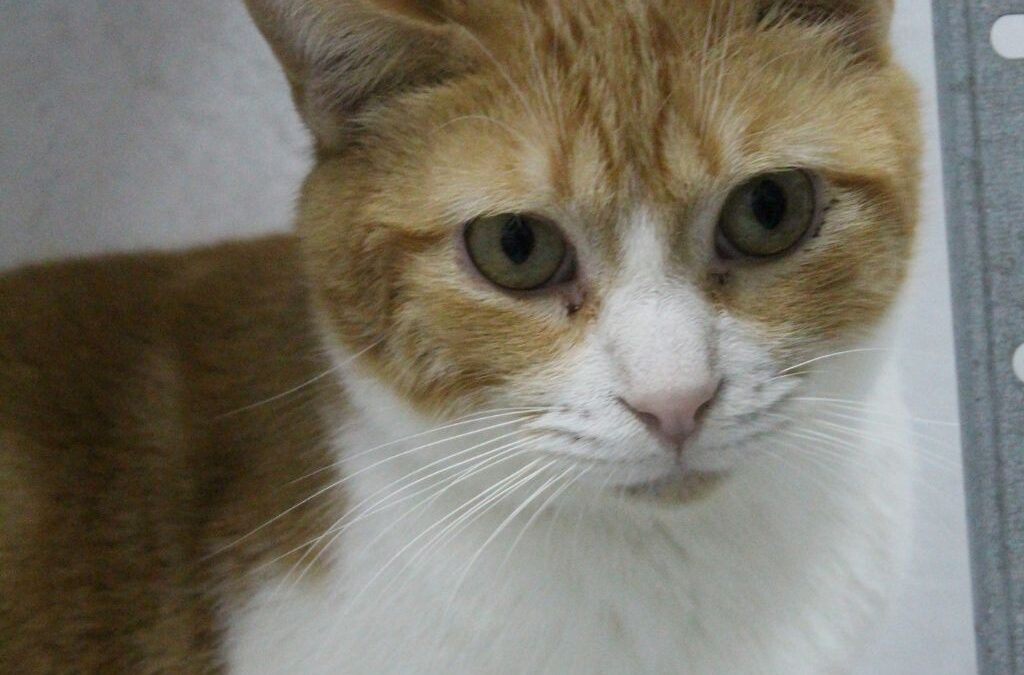 ZARPAS en adopción