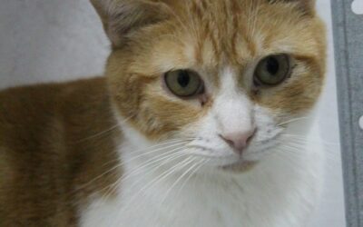 ZARPAS en adopción