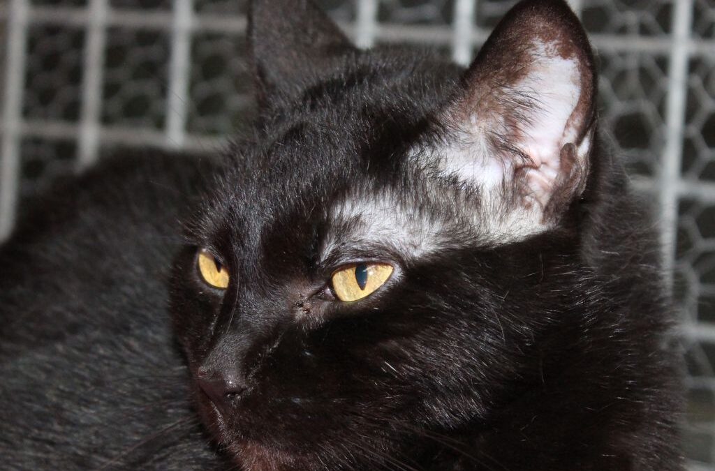 CLAVO en adopción