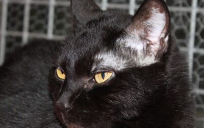 CLAVO en adopción