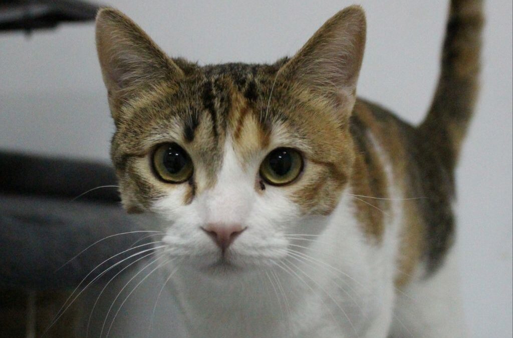 ZITA en adopción
