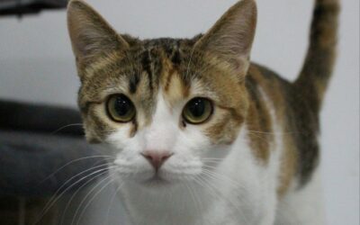 ZITA en adopción