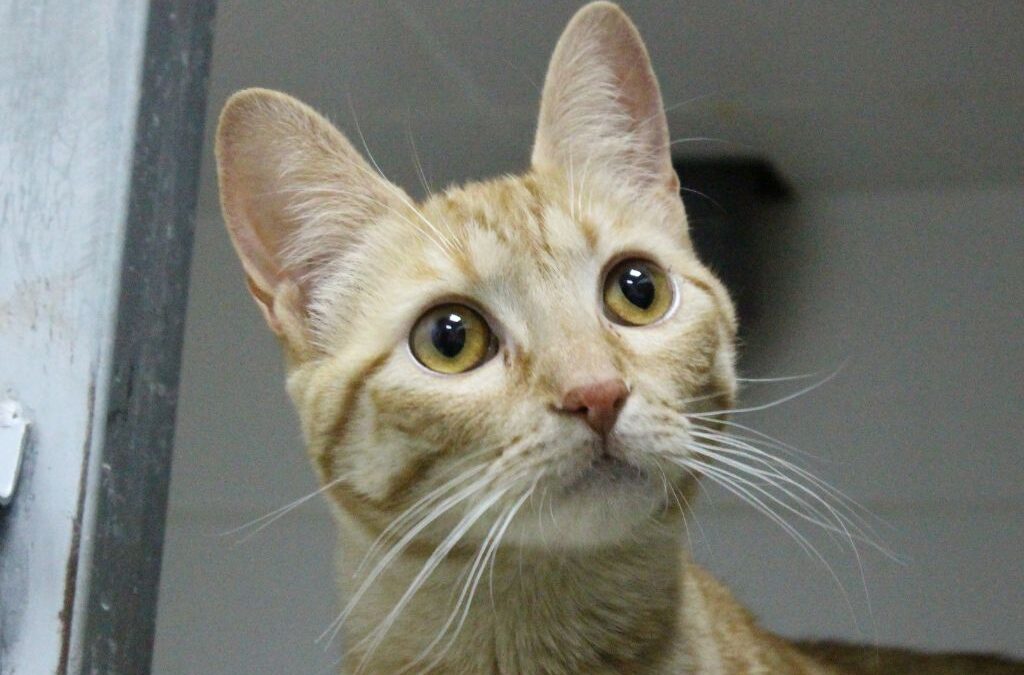 EINARA en adopción