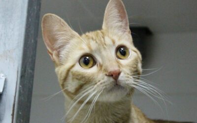 EINARA en adopción