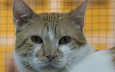 PATXI en adopción