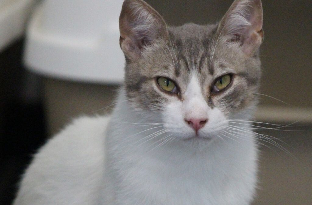 NAHIR en adopción