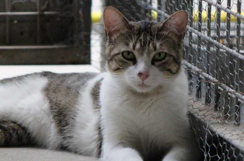 MITI en adopción