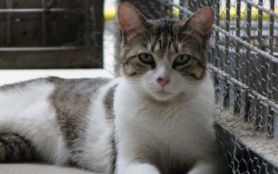 MITI en adopción