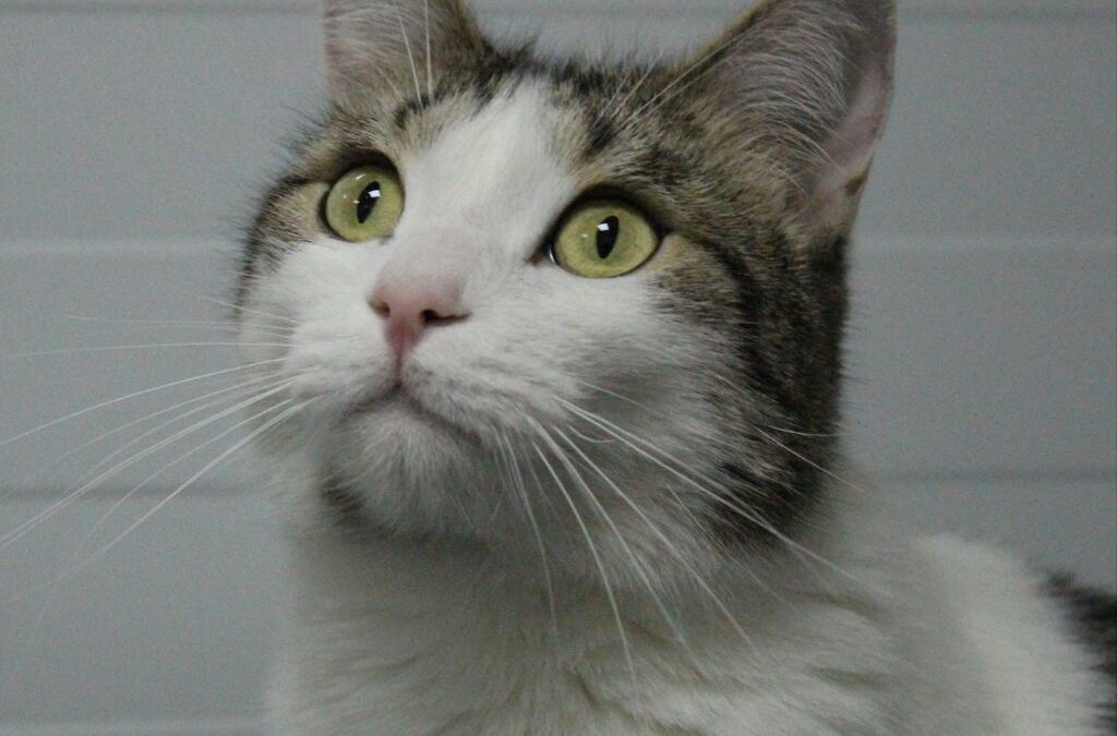 ZANDO en adopción