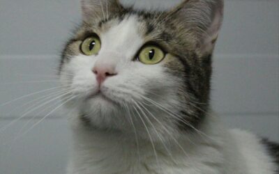 ZANDO en adopción