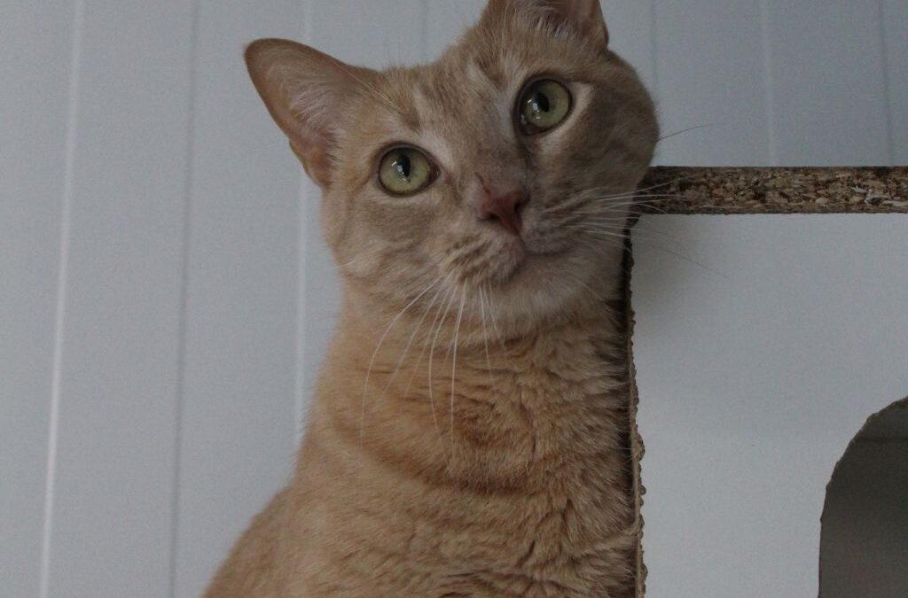 AZUFRE en adopción