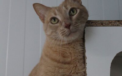AZUFRE en adopción