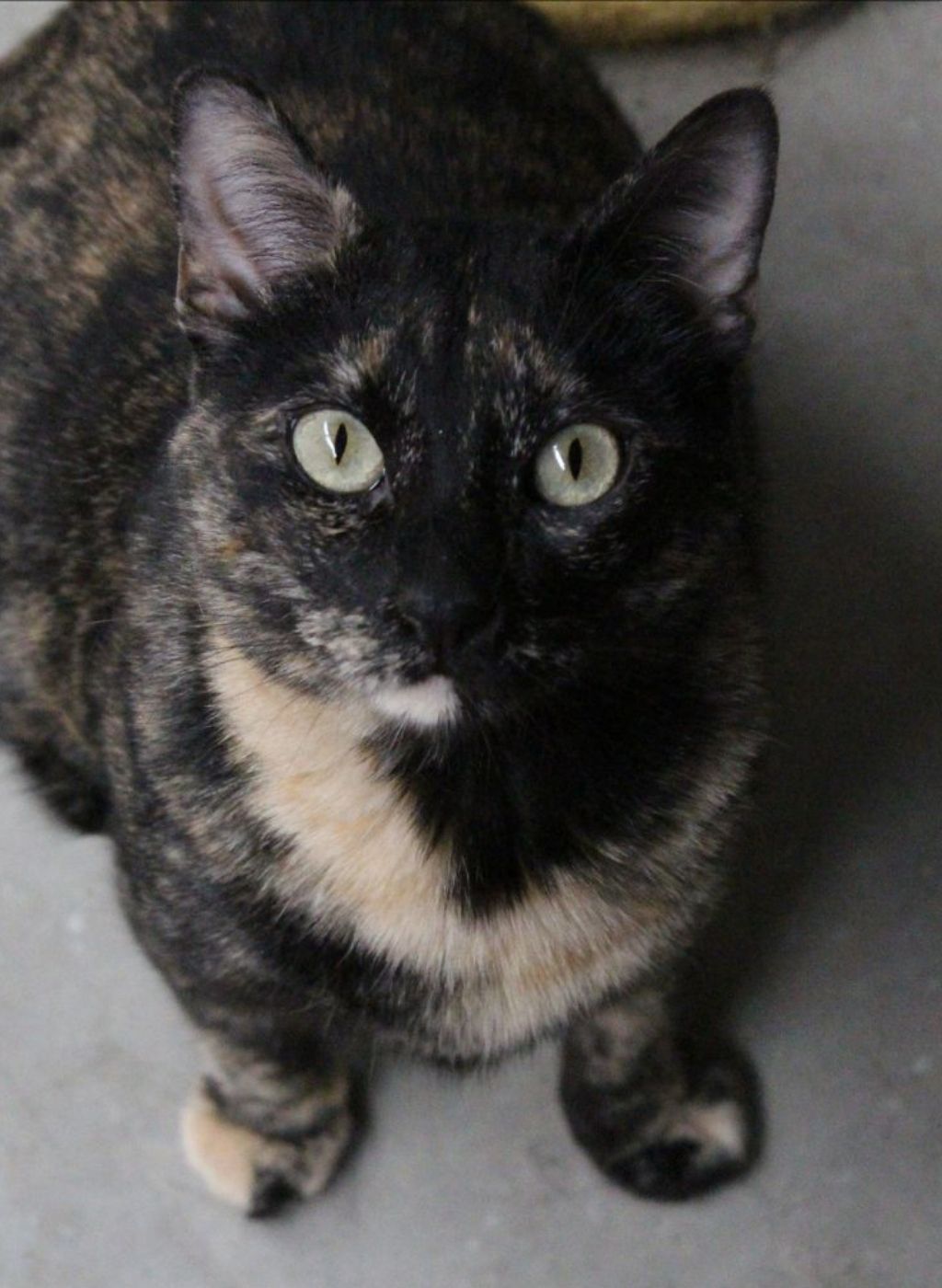 Gato en adopcion en alcala de henares