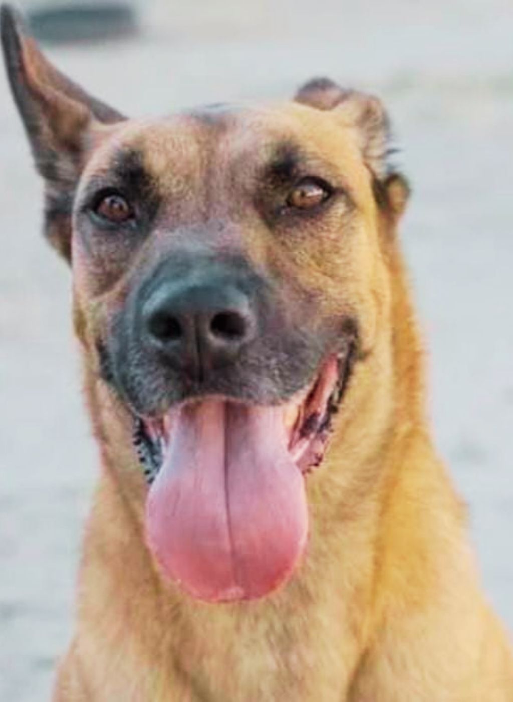max en adopcion