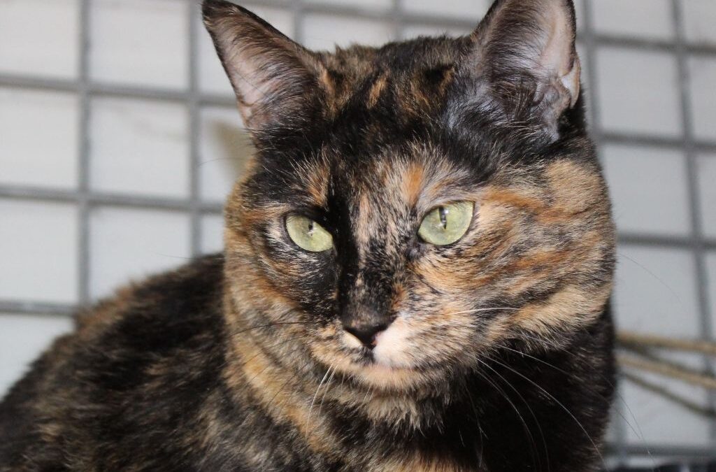 MAMI en adopción