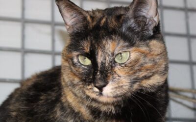 MAMI en adopción