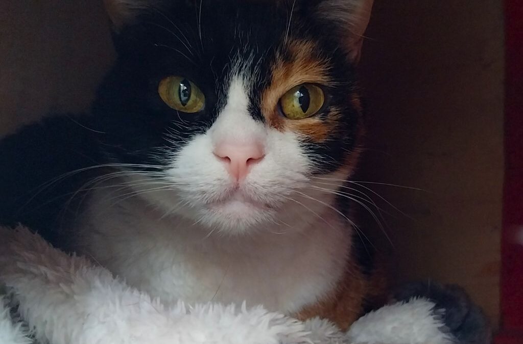 ROCÍO en adopción