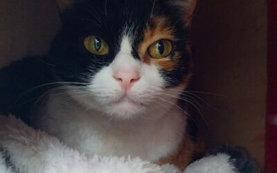 ROCÍO en adopción