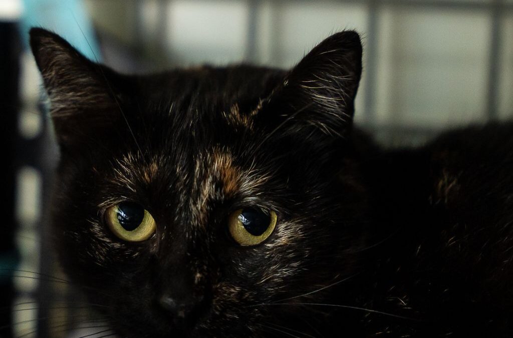 PIRULETA en adopción