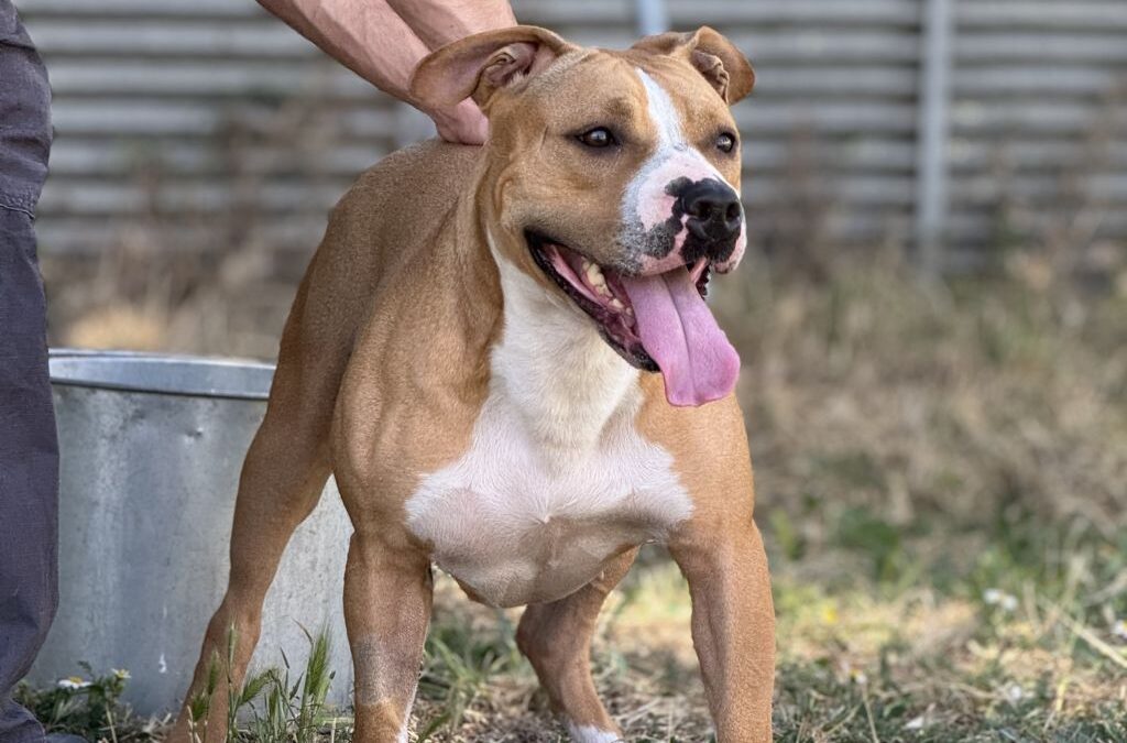 AREIA en adopción