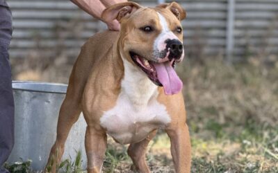 AREIA en adopción