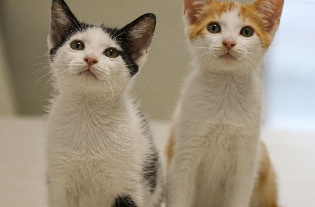 ARTAX y XAYIDE en adopción