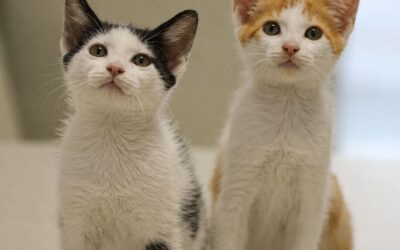 ARTAX y XAYIDE en adopción
