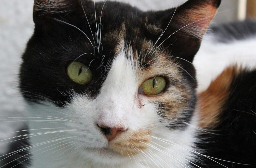 WONDER en adopción