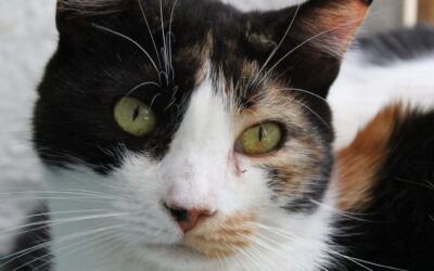 WONDER en adopción