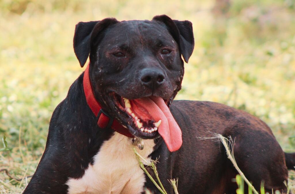 ATHILA en adopción