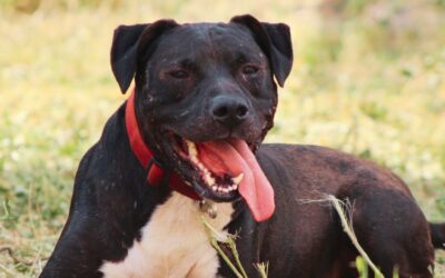 ATHILA en adopción