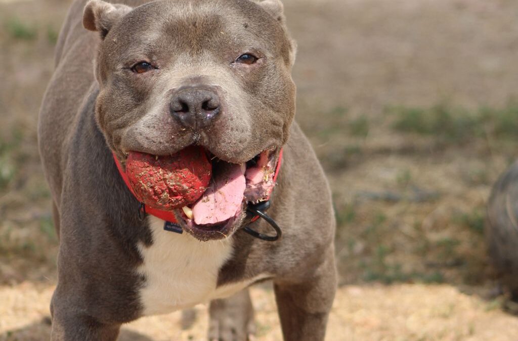 MONCHO en adopción