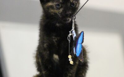 DALILA en adopción
