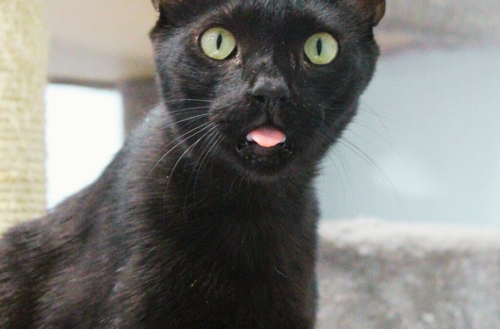 GUITO en adopción