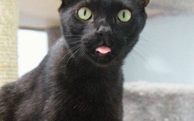 GUITO en adopción