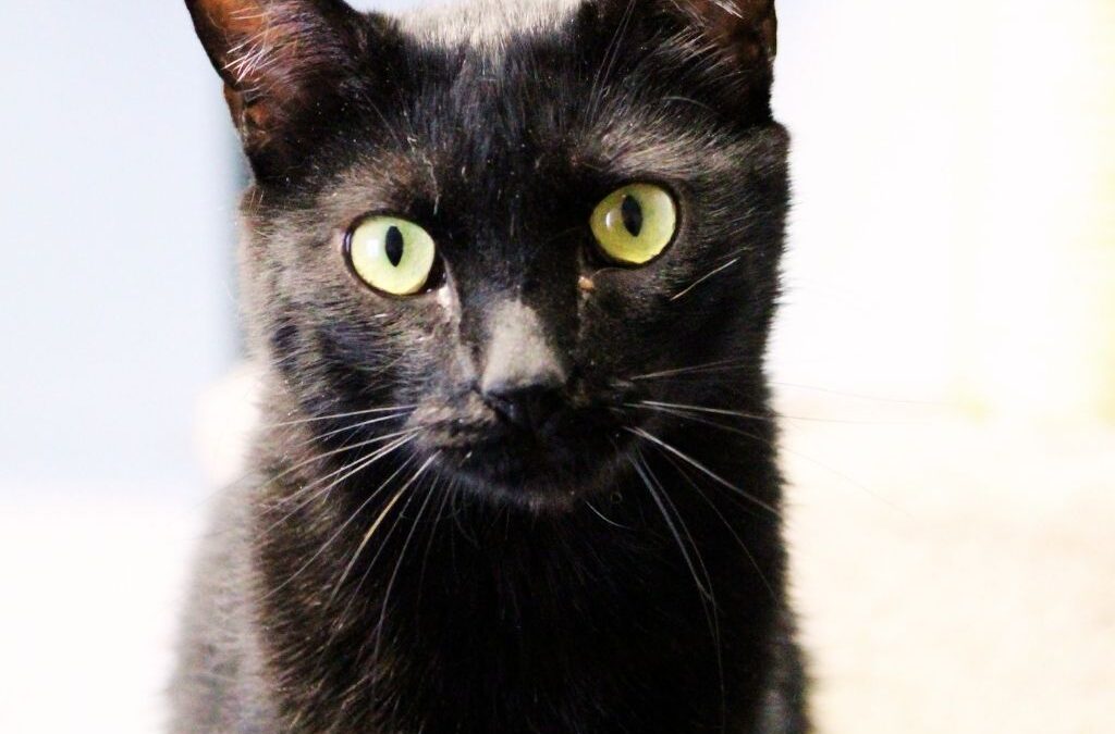HEAT en adopción