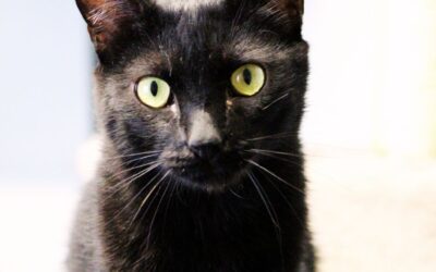 HEAT en adopción